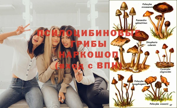гидра Елизово